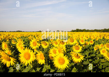 St. Nikolaus, Lincolnshire, Großbritannien. 7. August 2018. Deeping St. Nikolaus,. Ein Feld mit Sonnenblumen für Vogelfutter durch Landwirte und Naturschützer Nicholas Watts in den Fens am Weinstock Bauernhof im Deeping St. Nikolaus in Lincolnshire. Jonathan Clarke/Alamy leben Nachrichten Stockfoto