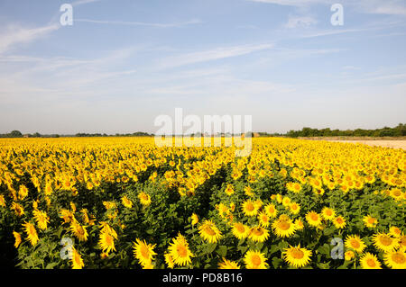 St. Nikolaus, Lincolnshire, Großbritannien. 7. August 2018. Deeping St. Nikolaus,. Ein Feld mit Sonnenblumen für Vogelfutter durch Landwirte und Naturschützer Nicholas Watts in den Fens am Weinstock Bauernhof im Deeping St. Nikolaus in Lincolnshire. Jonathan Clarke/Alamy leben Nachrichten Stockfoto