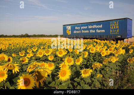 St. Nikolaus, Lincolnshire, Großbritannien. 7. August 2018. Deeping St. Nikolaus,. Ein Feld mit Sonnenblumen für Vogelfutter durch Landwirte und Naturschützer Nicholas Watts in den Fens am Weinstock Bauernhof im Deeping St. Nikolaus in Lincolnshire. Jonathan Clarke/Alamy leben Nachrichten Stockfoto