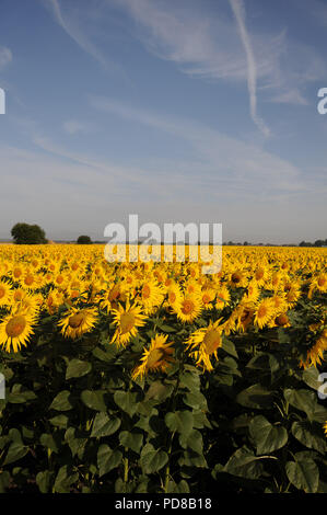 St. Nikolaus, Lincolnshire, Großbritannien. 7. August 2018. Deeping St. Nikolaus,. Ein Feld mit Sonnenblumen für Vogelfutter durch Landwirte und Naturschützer Nicholas Watts in den Fens am Weinstock Bauernhof im Deeping St. Nikolaus in Lincolnshire. Jonathan Clarke/Alamy leben Nachrichten Stockfoto