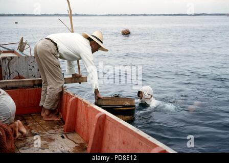 Ein ama Taucher wieder auf das Boot nach der Arbeit. Der bootsmann nimmt die hölzernen Trog mit den gesammelten Perlmuscheln entversus. In der Nähe von Pearl Island Toba auf der Halbinsel Shima genommen. (Undatierte Aufnahme). Zuchtperlen, wie natürlich gewachsen Perlen, sind in der perlmuschel durch eine Trennung von Mutter gebildet - von - Perle um ein Fremdkörper in der Shell. Für die Zucht dieser Fremdkörper ist absichtlich in den jungen Perl Austern hinterlegt. Wie in der natürlichen Prozess, es dauert etwa sieben Jahre für eine Perle, um zu reifen. Die perlmuscheln sind 'geerntet' durch die so genannte Ama Frauen, die Japaner Pearl Diver. | u Stockfoto