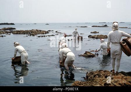 Ama divers zum Strand fahren auf dem Pearl Island von Toba (Shima Halbinsel) ins Meer und Tauchen in der Nähe der Küste nach Perl Austern. (Undatierte Aufnahme). Zuchtperlen, wie natürlich gewachsen Perlen, sind in der perlmuschel durch eine Trennung von Mutter gebildet - von - Perle um ein Fremdkörper in der Shell. Für die Zucht dieser Fremdkörper ist absichtlich in den jungen Perl Austern hinterlegt. Wie in der natürlichen Prozess, es dauert etwa sieben Jahre für eine Perle, um zu reifen. Die perlmuscheln sind 'geerntet' durch die so genannte Ama Frauen, die Japaner Pearl Diver. | Verwendung weltweit Stockfoto