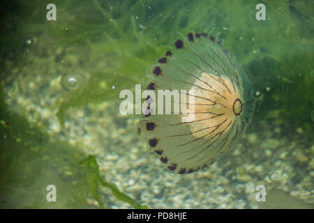 Vault Strand, in der Nähe von Gorran Haven, Cornwall, UK. 8. August 2018. Ein Kompass Quallen (Chrysaora hysoscella) in den Untiefen aus Vault Beach in der Nähe von Gorran Haven an der Südküste von Cornwall. Die quallen hat eine böse Sting und wird in der Regel in Cornish Wasser gesehen. David Rowe/Alamy Leben Nachrichten. Quelle: David Rowe/Alamy leben Nachrichten Stockfoto