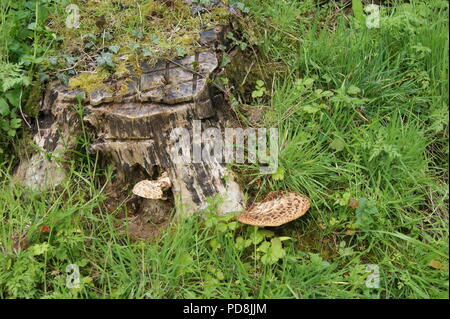 Baumstumpf und Fliegenpilz Stockfoto