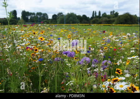 Wiesenblumen Stockfoto