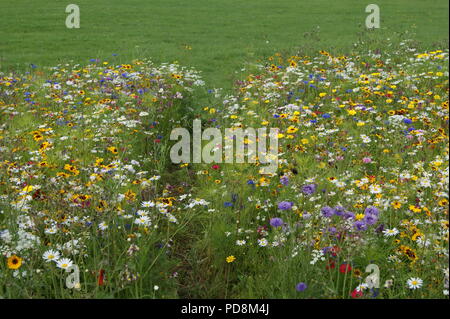 Wiesenblumen Stockfoto