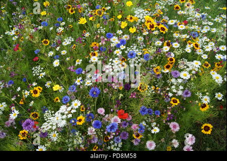 Wiesenblumen Stockfoto