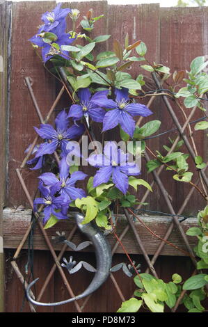 Purple Clematis, Klettern Stockfoto