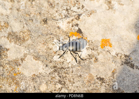 Eine blutige Nase Käfer, Timarcha tenebricosa, fotografiert auf der östlichen Seite der Isle of Portland, Dorset England UK GB Stockfoto