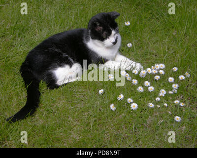 Reifen britische schwarze und weiße männliche Katze (Felis silvestris catus) Festlegung auf Gras inmitten von Gänseblümchen (Bellis perennis), die in einer englischen Country Garden Stockfoto
