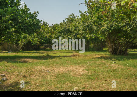 Garten von Haselnuss Baum im Hinterhof. Grüne Gras. Stockfoto