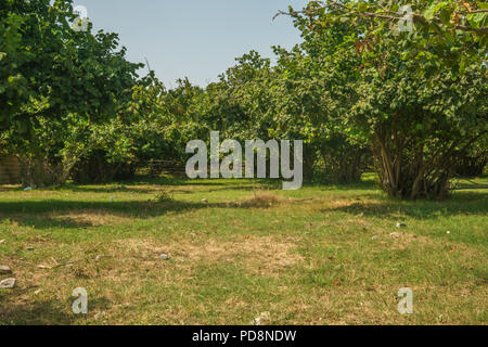 Garten von Haselnuss Baum im Hinterhof. Grüne Gras. Stockfoto