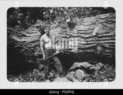 Holzfäller, die einen Baum von Hand abschneiden Großbritannien, 1951 Stockfoto