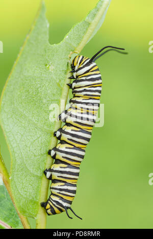 Ein Monarchfalter (danaus Plexippus) Caterpillar (Larve) 5. instar Feeds auf ein Milkweed pflanze Blatt. Stockfoto