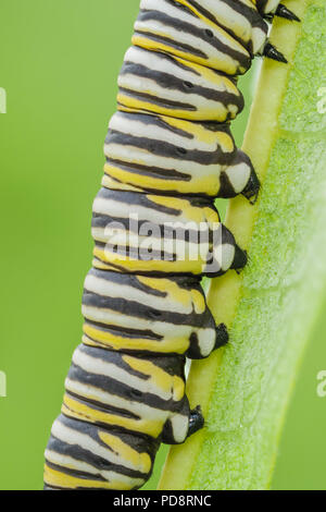 Nahaufnahme einer Monarchfalter (danaus Plexippus) Caterpillar (Larve) 5. instar auf Milkweed pflanze Blatt, zeigt die prolegs und gestreifte Färbung Stockfoto