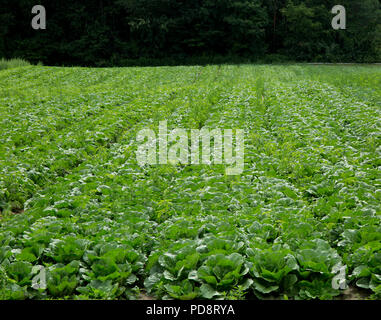 Reihen von frischem Salat wachsen in einem Bauernfeld Stockfoto
