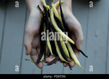 Hände halten gelbe und lila Bohnen in einem Garten angebaut Stockfoto