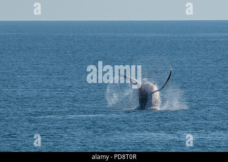 Australien, Westaustralien, Kimberley Küste zwischen Yampi Sound und Besen. Verstoß gegen männliche Buckelwal in der Timorsee. Stockfoto