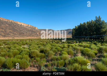 Rooibos Plantagen in den Biedouw Valley in der cederberg Mountains in Südafrika. Stockfoto