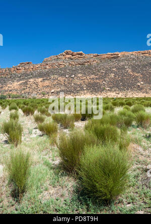 Rooibos Plantagen in den Biedouw Valley in der cederberg Mountains in Südafrika. Stockfoto