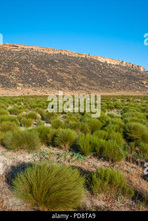 Rooibos Plantagen in den Biedouw Valley in der cederberg Mountains in Südafrika. Stockfoto