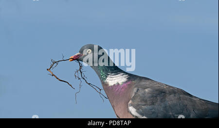 Ringeltaube Columba palumbus mit Zweig zum Nestbau Stockfoto