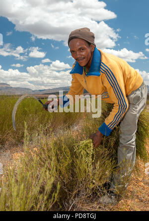 Landarbeiter Ernte Rooibos Tee Pflanzen mit einer Sichel in der cederberg Mountains in Südafrika. Stockfoto