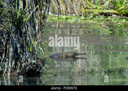 Australien, Westaustralien, Kimberley Küste, zwischen Wyndham und Kununurra, Ord River. Süßwasser Krokodil (Crocodylus johnsoni) Stockfoto