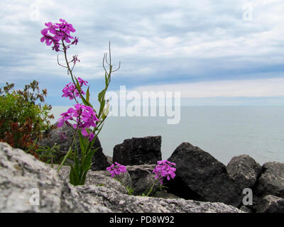 Magenta Blume auf einem felsigen Strand in Kanada farbige Stockfoto