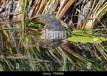 Australien, Westaustralien, Kimberley Küste, zwischen Wyndham und Kununurra, Ord River. Süßwasser Krokodil (Crocodylus johnsoni) Stockfoto