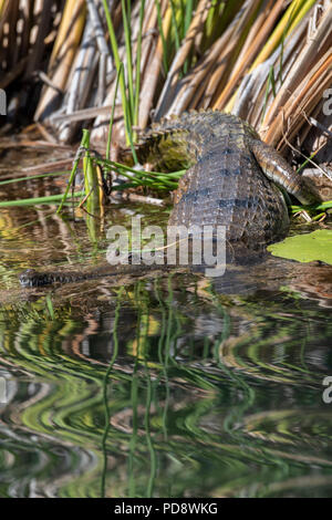 Australien, Westaustralien, Kimberley Küste, zwischen Wyndham und Kununurra, Ord River. Süßwasser Krokodil (Crocodylus johnsoni) Stockfoto