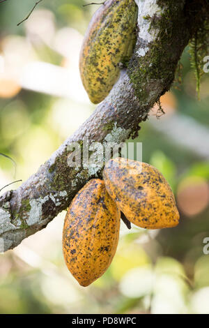 Reif Kakaobohne Hülsen wachsen auf einer Plantage in Mukono, Uganda. Stockfoto