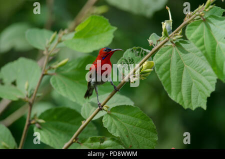 Crimson Sunbird (Aethopyga siparaja) fangen auf Zweig in der Natur Stockfoto