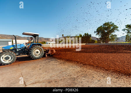 Ein Bauer benutzt ein Traktor Stapel der gärenden Rooibos Tee über große trocknen Gerichte auf einem Bauernhof in der cederberg Mountains in Südafrika zu verbreiten. Stockfoto