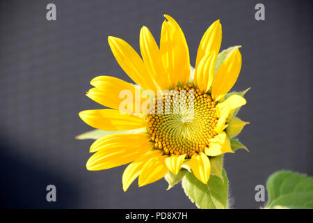 Hell leuchtendes Blütenkorbes im Sonnenschein, kleine Arten von Helianthus annuus Blüte im August Stockfoto