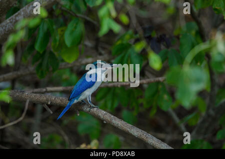 Collared Kingfisher (Todiramphus sanctus) auf Baum Stockfoto