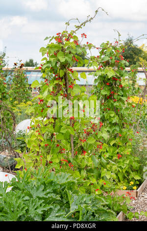 Phaseolus coccineus. Runner Bohnen auf eine Zuteilung. Großbritannien Stockfoto