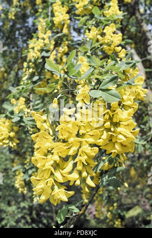 Goldene Kette oder goldenen Regen, Blumen und Blätter im Frühling Stockfoto