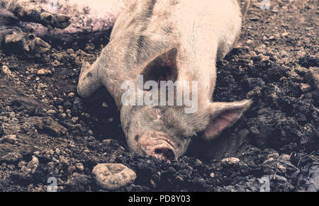 Glücklich wie ein Schwein im Dreck! Nahaufnahme von heimischen britischen Schweinen liegen im Schlamm schlafen. Stockfoto