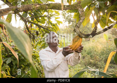 Ein Arbeiter ernten frischen Kakaobohne pods von einer Plantage im Distrikt Mukono, Uganda, Ostafrika. Stockfoto