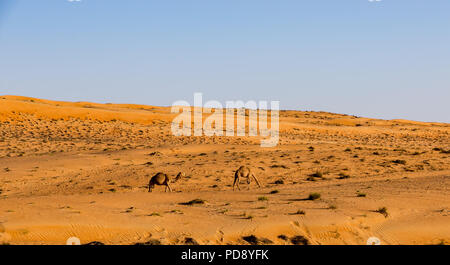 Kamele im Oman Wüste Stockfoto