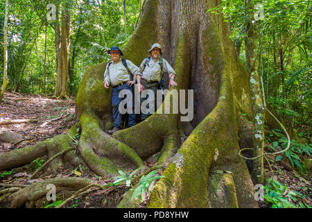 Zwei Naturtouristen neben einem großen ceiba Baum, Ceiba pentandra, im Regenwald des Soberania National Park, Republik Panama. Stockfoto