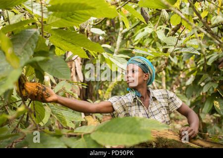 Ein Arbeiter ernten frischen Kakaobohne pods von einer Plantage im Distrikt Mukono, Uganda, Ostafrika. Stockfoto