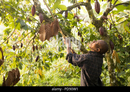 Ein Arbeiter ernten frischen Kakaobohne pods von einer Plantage im Distrikt Mukono, Uganda, Ostafrika. Stockfoto