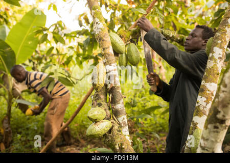 Arbeitnehmer Ernte frischen Kakaobohne pods von einer Plantage im Distrikt Mukono, Uganda, Ostafrika. Stockfoto