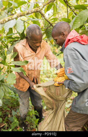 Arbeitnehmer Ernte frischen Kakaobohne pods von einer Plantage im Distrikt Mukono, Uganda, Ostafrika. Stockfoto