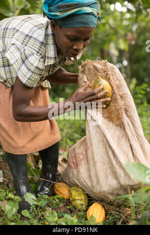 Ein Arbeiter ernten frischen Kakaobohne pods von einer Plantage im Distrikt Mukono, Uganda, Ostafrika. Stockfoto