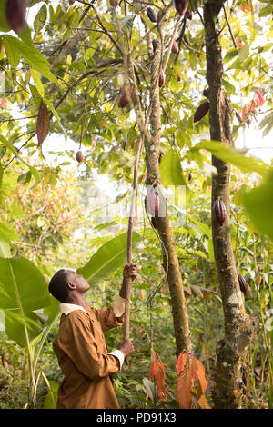 Eine Kakaobohne Harvester verwendet eine lange Stange cocoa bean Pods auf einer Plantage im Distrikt Mukono, Uganda, Ostafrika zu extrahieren. Stockfoto