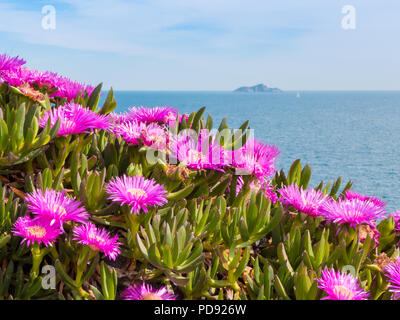 Carpobrotus ist eine Gattung der Boden - Kletterpflanzen mit saftigen Blätter und große Daisy - wie Blumen. Stockfoto