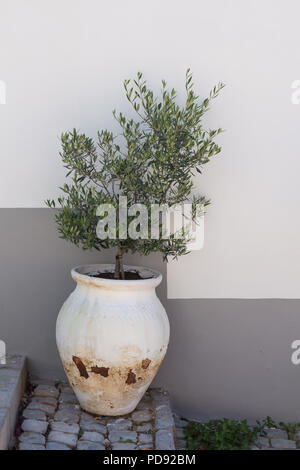 Alten weißen Topf mit einem kleinen Olivenbaum. Auf den Treppen aus Kopfsteinpflaster. Weiße und graue Farbe der Wand eines Gebäudes im Hintergrund. Stockfoto